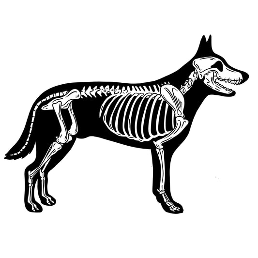 Dog Skeleton Sticker